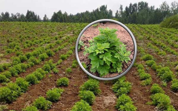 1627374999409311.jpg image.jpg