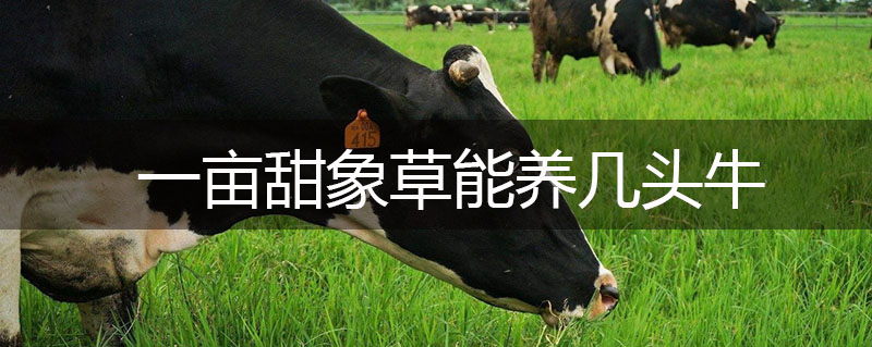 一畝甜象草能養(yǎng)幾頭牛