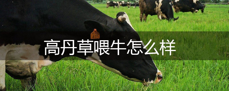 高丹草喂牛怎么樣