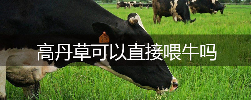 高丹草可以直接喂牛嗎 高丹草可以直接喂牛嗎