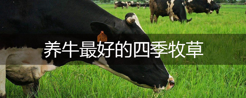 養(yǎng)牛最好的四季牧草