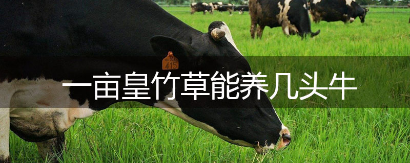 一畝皇竹草能養幾頭牛