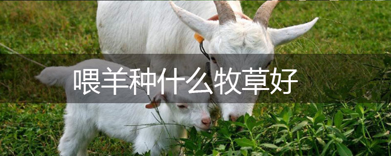 喂羊種什么牧草好 喂羊種什么牧草好