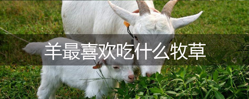 羊最喜歡吃什么牧草