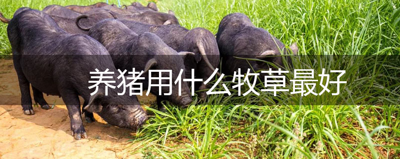養(yǎng)豬用什么牧草最好