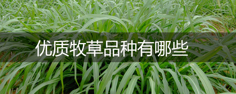優質牧草品種有哪些