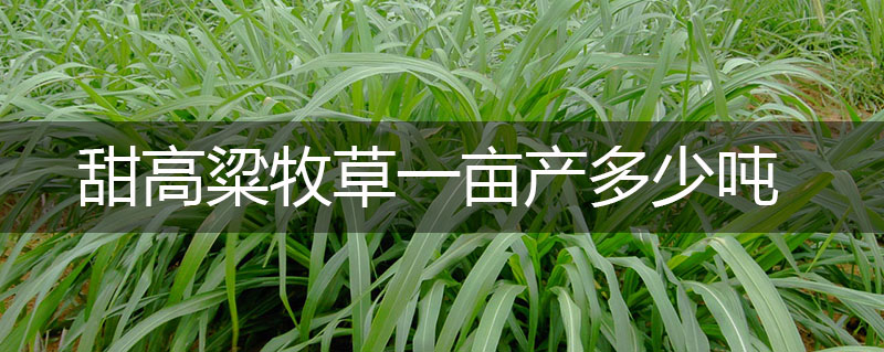 甜高粱牧草一畝產多少噸 甜高粱牧草一畝產多少噸