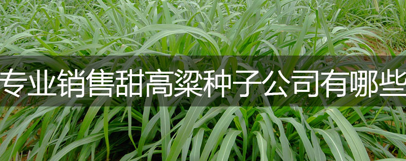專業(yè)銷售甜高粱種子公司有哪些 專業(yè)銷售甜高粱種子公司有哪些