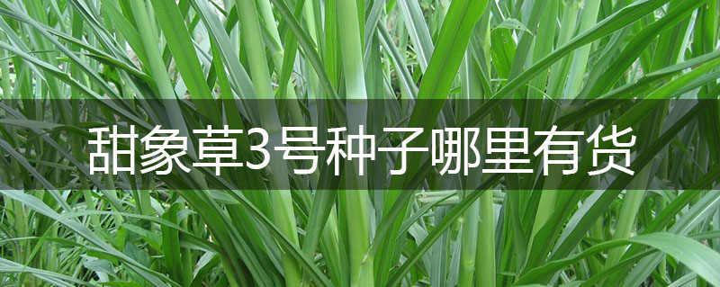 甜象草3號種子哪里有貨 甜象草3號種子哪里有貨