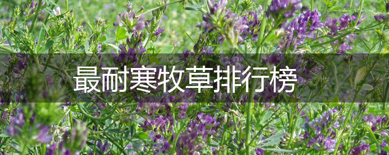 最耐寒牧草排行榜