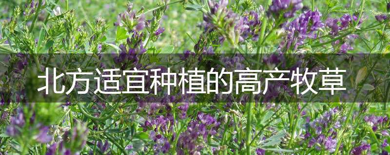 北方適宜種植的高產牧草