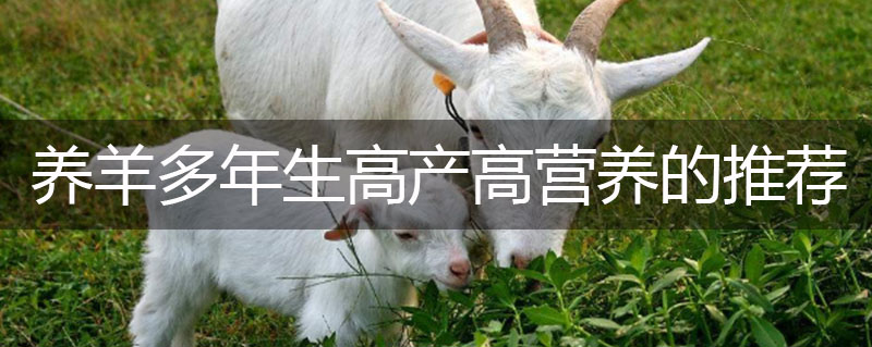 牧草種子養(yǎng)羊多年生高產(chǎn)高營養(yǎng)的推薦 牧草種子養(yǎng)羊多年生高產(chǎn)高營養(yǎng)的推薦