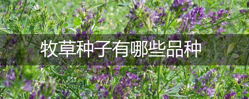 牧草種子有哪些品種