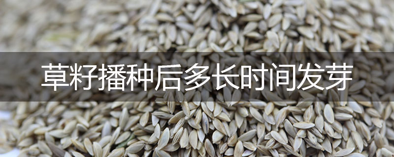 草籽播種后多長時(shí)間發(fā)芽