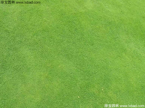 地毯草草坪 地毯草草坪
