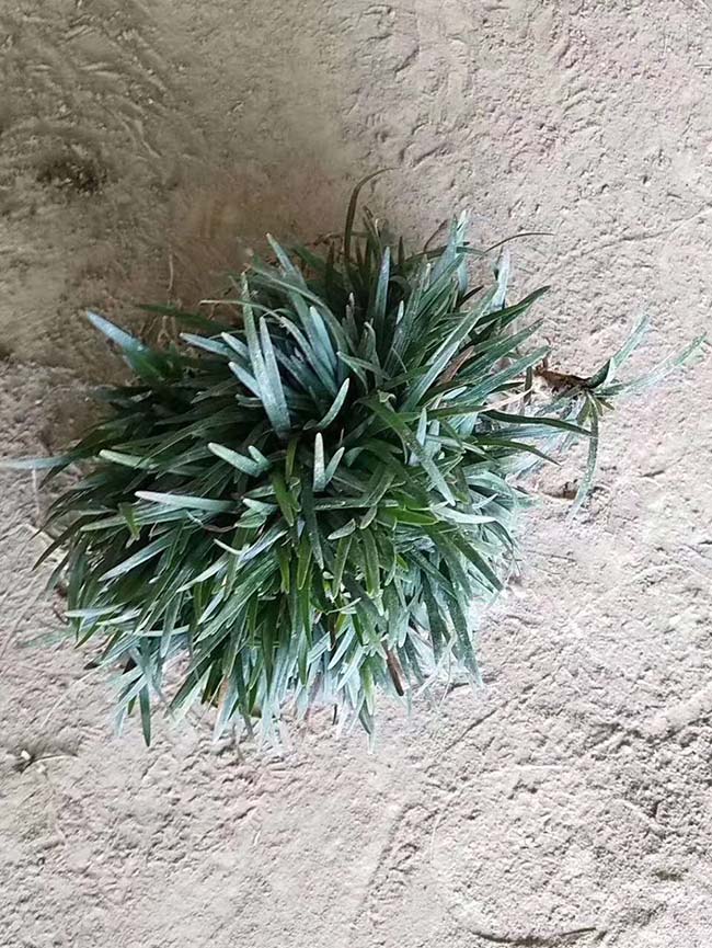 日本矮麥冬玉龍草