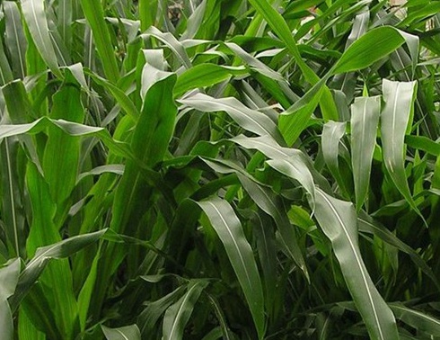 1627518328666757.jpg image.jpg