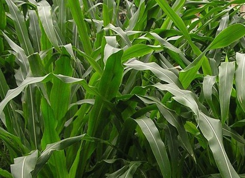 1627519301196067.jpg image.jpg