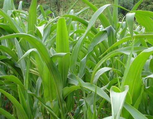 1627519444637274.jpg image.jpg