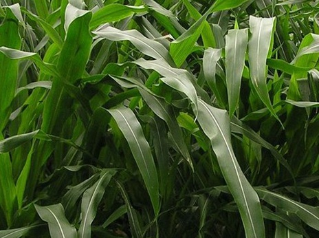 1627519463980984.jpg image.jpg