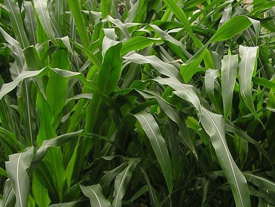 1627519866849092.jpg image.jpg