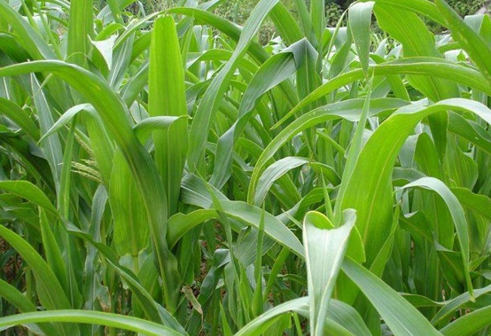 1627519901483386.jpg image.jpg