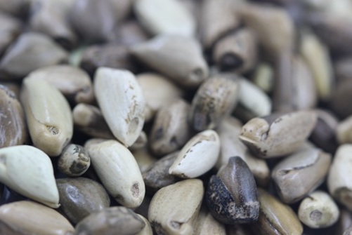 1627523053432116.jpg image.jpg