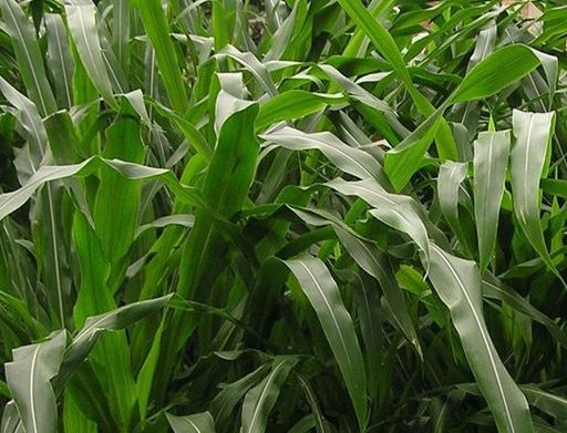 1627524639985393.jpg image.jpg