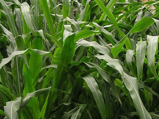 1627525690388423.jpg image.jpg