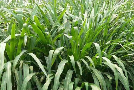 1627525703403014.jpg image.jpg