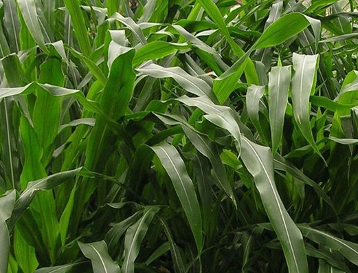 1627526165890926.jpg image.jpg