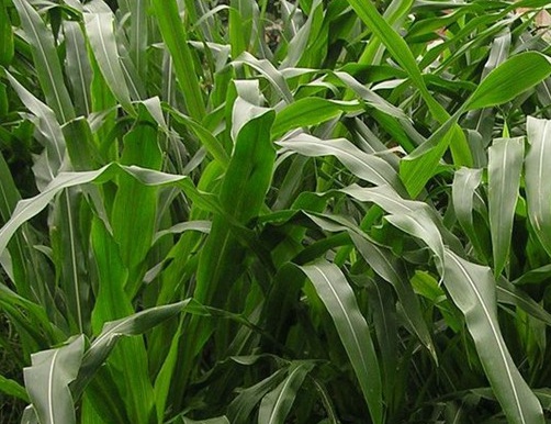 1627526580662833.jpg image.jpg