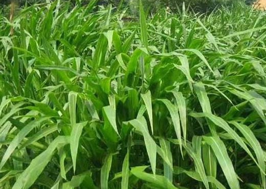 1627527674369323.jpg image.jpg