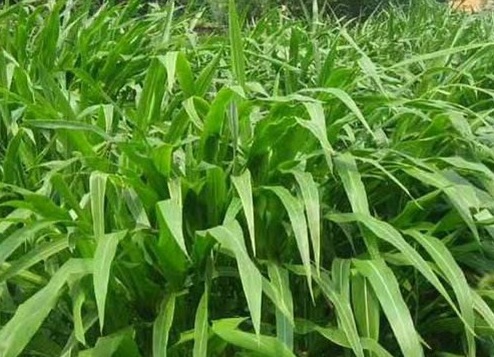 1627527864892088.jpg image.jpg