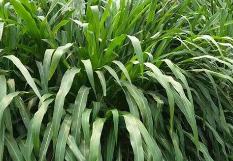 1627527881595406.jpg image.jpg