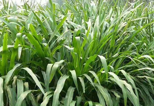 1627528064496530.jpg image.jpg