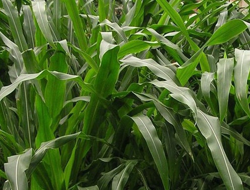 1627529502585650.jpg image.jpg