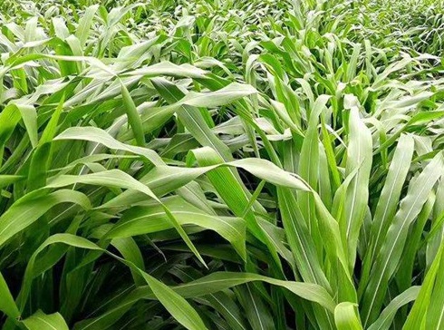 1627529518782839.jpg image.jpg