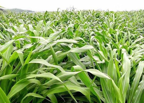 1627529527718903.jpg image.jpg