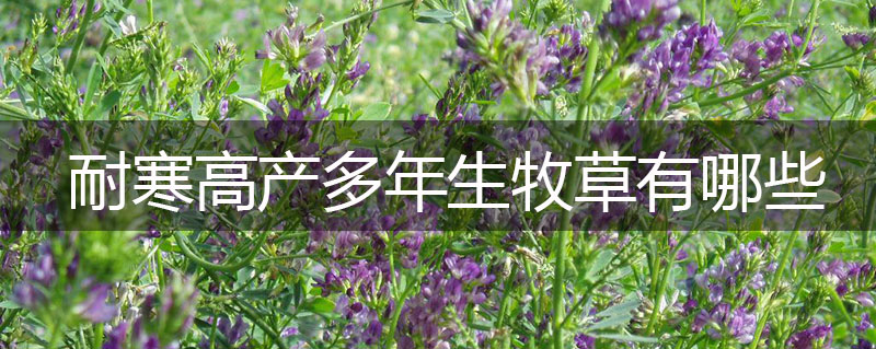耐寒高產多年生牧草有哪些 耐寒高產多年生牧草有哪些