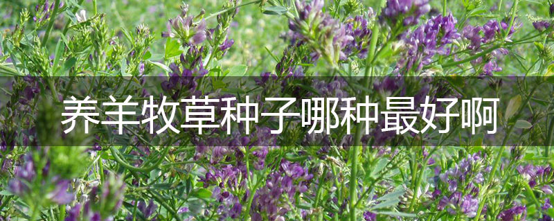 養羊牧草種子哪種最好啊