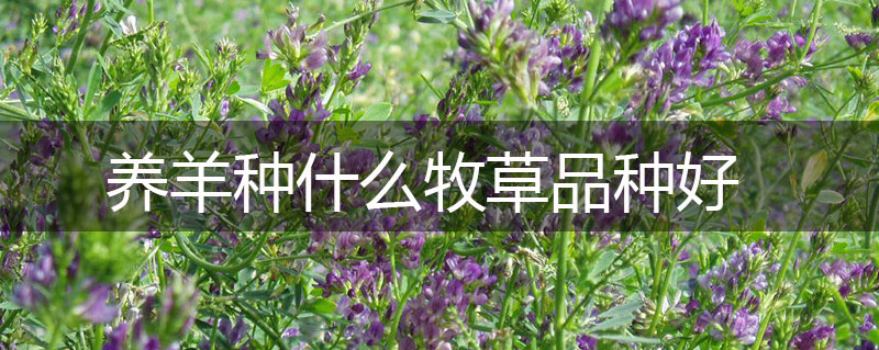 養羊種什么牧草品種好 養羊種什么牧草品種好