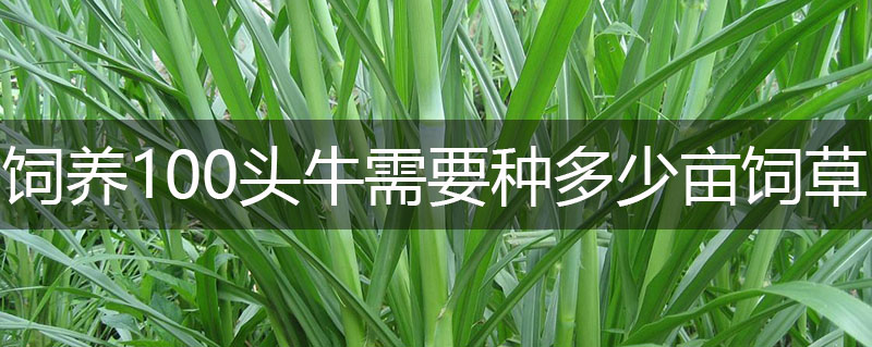 飼養100頭牛需要種多少畝飼草 飼養100頭牛需要種多少畝飼草