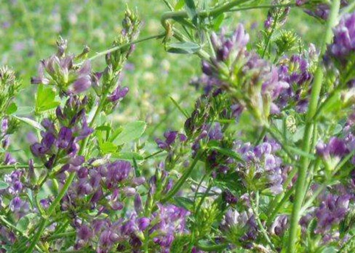 1627570643459801.jpg 2.jpg