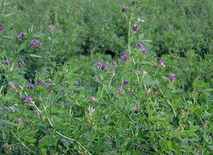 1627570670768653.jpg 字畫.jpg