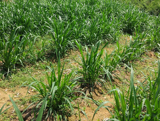 1627578688517669.jpg 甜1.jpg