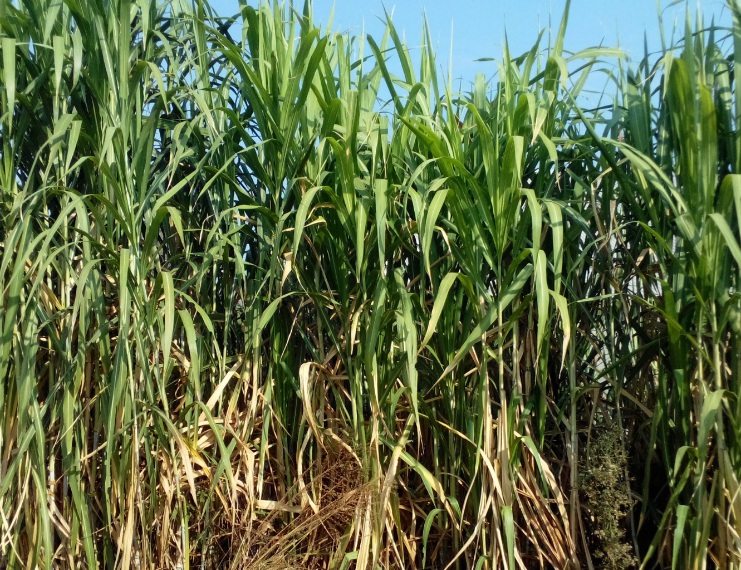 1627578725980893.jpg 甜3.jpg