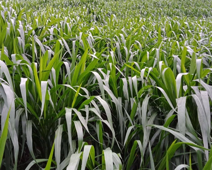 1627578947320870.jpg 甜222.jpg