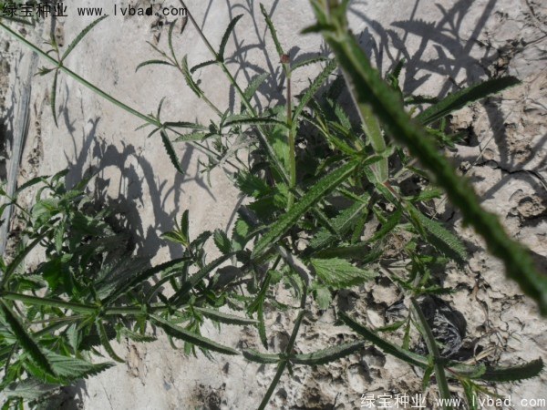 1627617277454114.jpg image.jpg