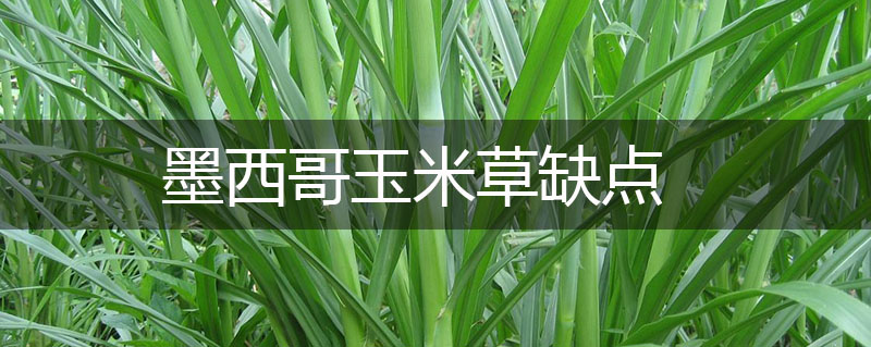 墨西哥玉米草缺點(diǎn) 墨西哥玉米草缺點(diǎn)